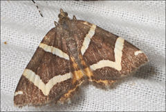Chrysolarentia oxygona