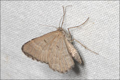 Chrysolarentia