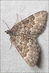 Chrysolarentia