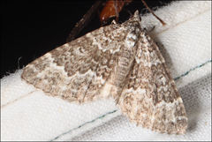 Chrysolarentia