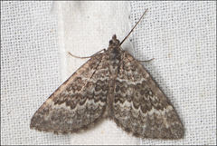 Chrysolarentia