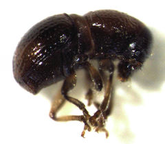 Dysnocryptus inflatus