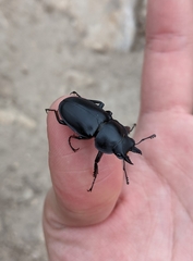 Neolucanus sinicus championi