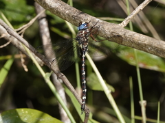Austroaeschna christine