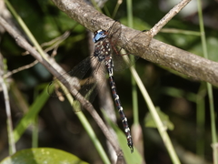 Austroaeschna christine