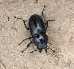 Neolucanus sinicus championi