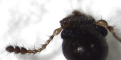 Dysnocryptus inflatus