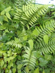 Matteuccia struthiopteris