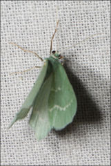 Euloxia hypsithrona