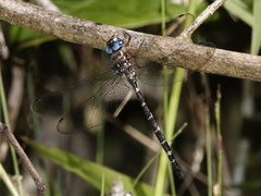 Austroaeschna christine