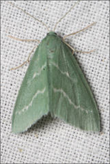 Euloxia hypsithrona