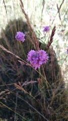 Armeria cantabrica