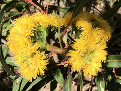 Eucalyptus erythrocorys