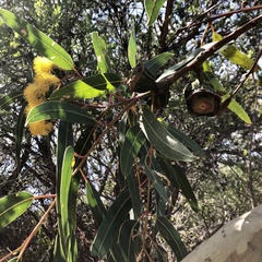 Eucalyptus erythrocorys