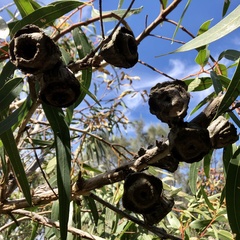 Eucalyptus erythrocorys