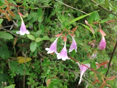 Abelia uniflora