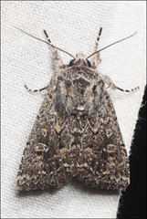 Dasygaster padockina