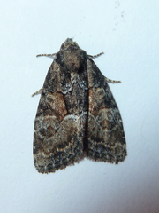 Neoligia subjuncta