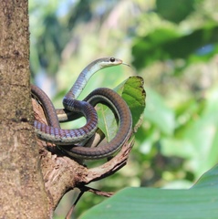 Dendrelaphis chairecacos
