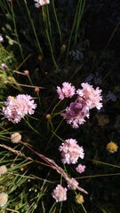 Armeria cantabrica