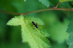 Camponotus nipponensis