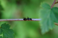 Camponotus nipponensis