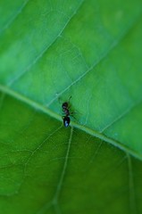 Crematogaster matsumurai
