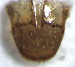 Dysnocryptus inflatus