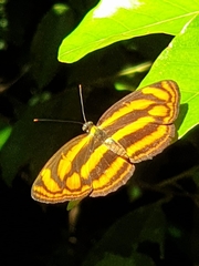 Lasippa tiga siaka
