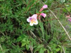 Abelia uniflora