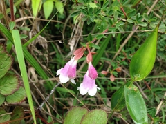 Abelia uniflora