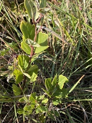 Rhoicissus tridentata