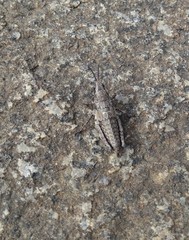 Monistria discrepans