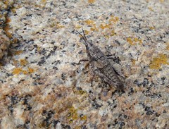 Monistria discrepans
