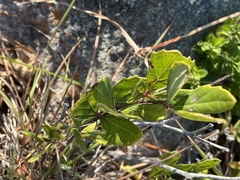 Rhoicissus tridentata