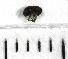 Dysnocryptus inflatus