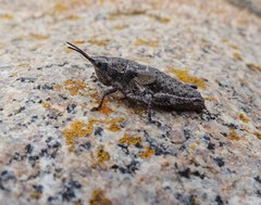Monistria discrepans