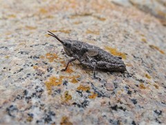 Monistria discrepans