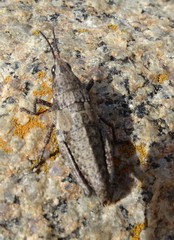 Monistria discrepans