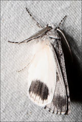 Cerura melanoglypta