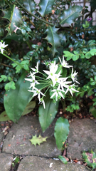 Allium ursinum
