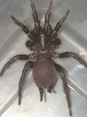 Australothele jamiesoni