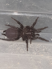 Australothele jamiesoni