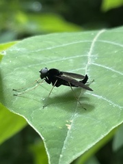 Chrysopilus velutinus