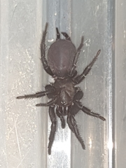 Australothele jamiesoni