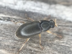 Pelonomus obscurus