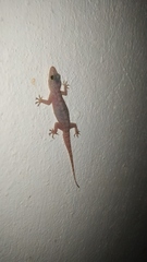 Hemidactylus parvimaculatus