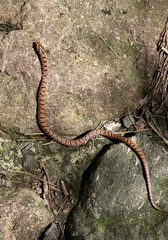 Euprepiophis conspicillata