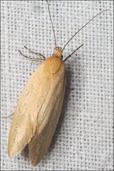 Microbela monodyas