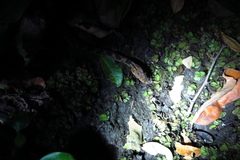 Leptodeira rhombifera